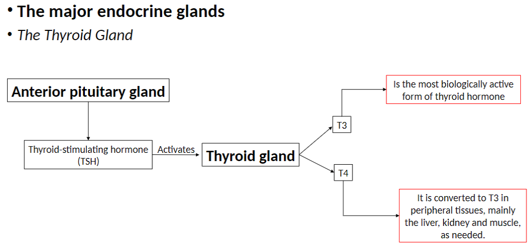 <p><strong>Anterior Pituitary Gland</strong><br> Produces <strong>Thyroid-stimulating hormone (TSH)</strong></p><p><strong>TSH Function</strong><br> <strong>Activates the thyroid gland</strong> to produce thyroid hormones</p><p><strong>Thyroid Hormones</strong><br> <strong>T4</strong> – main hormone secreted by the thyroid<br> <strong>T3</strong> – most <strong>biologically active form</strong></p><p><strong>Conversion</strong><br> <strong>T4</strong> is converted to <strong>T3</strong> in <strong>peripheral tissues</strong> (mainly <strong>liver, kidney, and muscle</strong>) as needed</p>