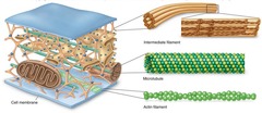<p>network of protein filaments within some cells that helps the cell maintain its shape and is involved in many forms of cell movement</p>