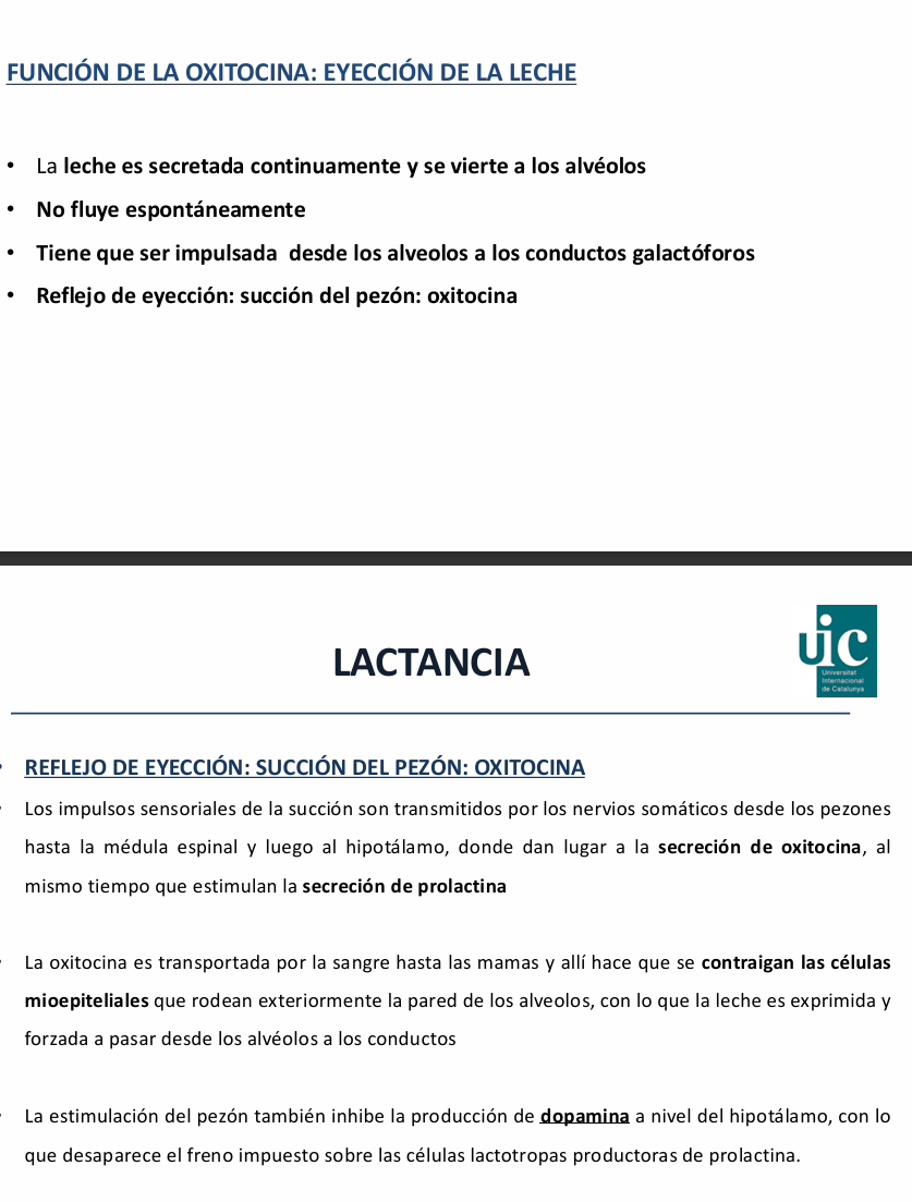 <p>La prolactina es la hormona principal de la leche → se va acumulando en los alvéolos mamarios.</p><p>→ Necesitaremos la acción de la oxitocina para que </p><ul><li><p>contraiga las c<strong>élulas mioepiteliales </strong>de alrededor de los alvéolos mamarios </p></li><li><p>y la leche pase a los conductos galactóforos y salga por el pezón.</p></li></ul><p>La producción de la oxitocina también se estimula con la succión del pezón</p><p>Se transporta por la sangre hasta las mamas</p>