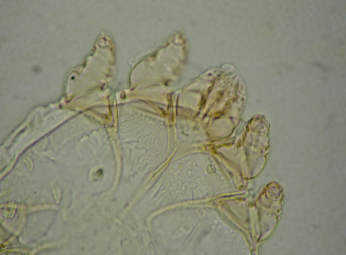 <p>What organism is this?</p>