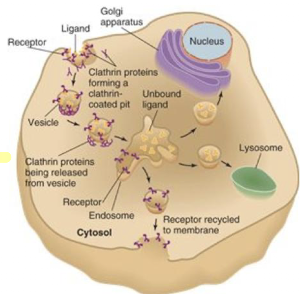 <p>A form of endocytosis in which cell surface receptors bind to clusters of specific high-affinity ligands on the membrane, forming a clathrin-coated pit that is then internalized</p>