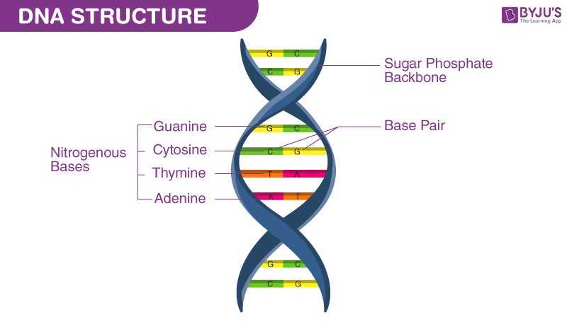 <p><span>DNA (deoxyribonucleic acid) is </span><strong><mark data-color="rgba(0, 0, 0, 0)" style="background-color: rgba(0, 0, 0, 0); color: inherit;">a double-helix molecule that stores genetic instructions for life, comprising two antiparallel strands of nucleotides (sugar, phosphate, base)</mark></strong><span>. Its base-pairing rules (A-T, C-G) allow for precise replication and the coding of proteins required for development, functioning, and reproduction.</span></p>