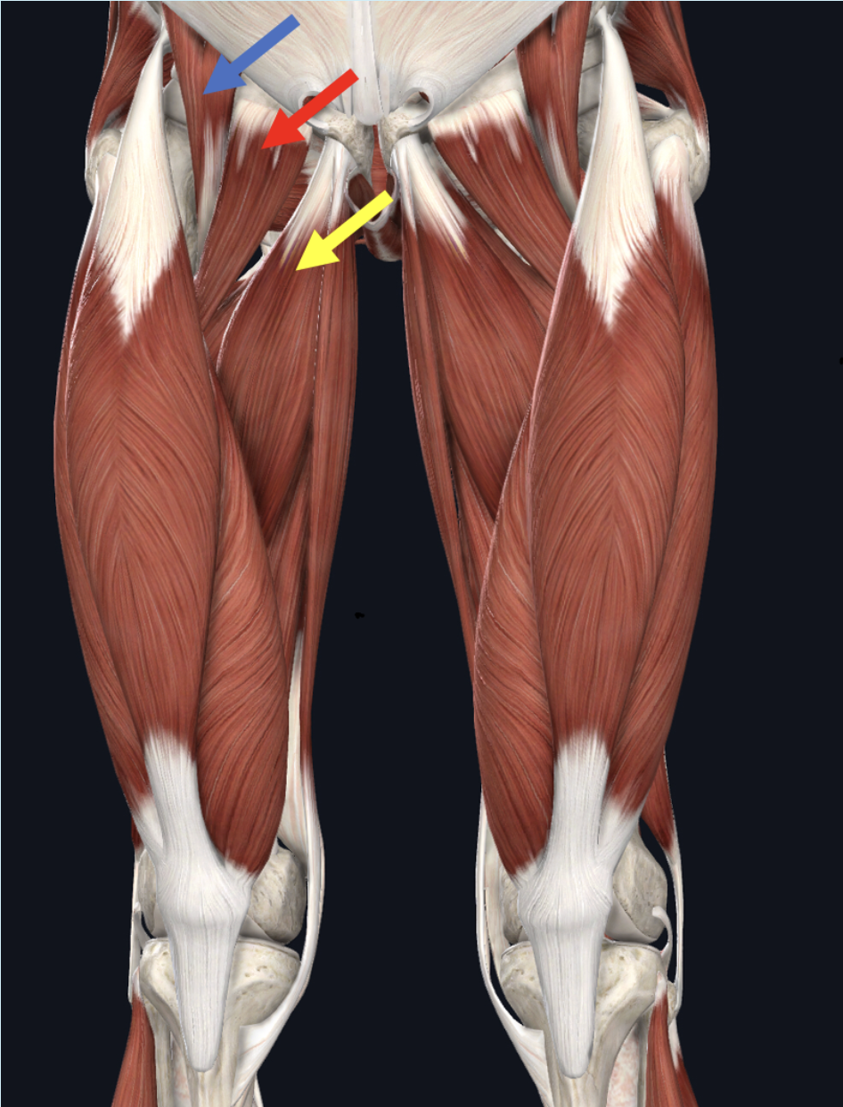 <p><span>Identify the muscle at the tip of the blue arrow</span></p>