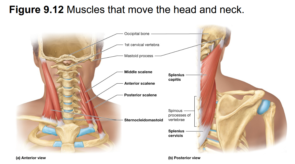 <p>Anterior, middle, and posterior scalenes laterally flex the head/neck when acting individually</p><p>When the head and neck are fixed, they elevate the ribs during deep breathing</p><p>Head is pulled laterally when acting individually</p><p>origin and insertion can switch</p><p>when fixators hold the head and neck in place and scalenes work together, ribs are elevated in deep breathing</p>