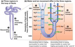<p>*Loop of Henle acts as a counter-current multiplier*</p><p>1) In the ascending limb, sodium ions actively transported out</p><p>2) Ascending limb impermeable to water</p><p>3) In descending limb, some sodium ions diffuse in</p><p>4) Water moves out of the descending limb</p><p>5) Low water potential / high concentration of ions in the medulla </p><p>6) The longer the loop, the lower the water</p><p>potential in medulla </p><p>7) high concentration at the base of the loop causes some ions to diffuse out near base increasing concentration outside loop</p><p>7) Water leaves collecting duct / DCT by osmosis</p>