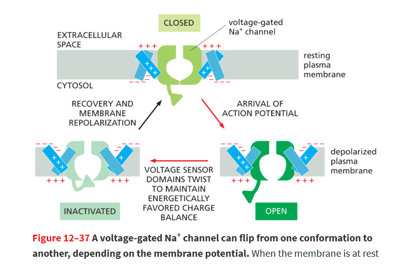 <ul><li><p>Voltage-gated Na⁺ channels have a built-in “timer.”</p></li><li><p>After opening briefly, they <strong>automatically inactivate</strong>, closing even though the membrane is still depolarized.</p></li><li><p>They <strong>stay inactivated</strong> until the membrane returns to resting potential.</p></li><li><p>This prevents the neuron from getting “stuck” with Na⁺ channels open.</p></li></ul><p></p>