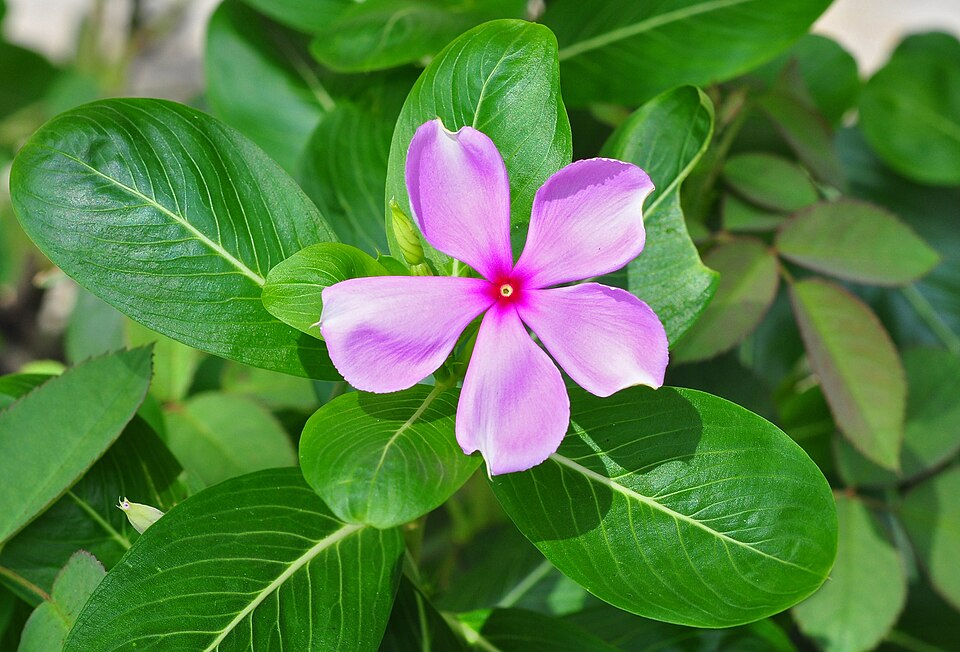 <p>What plant is this?</p>