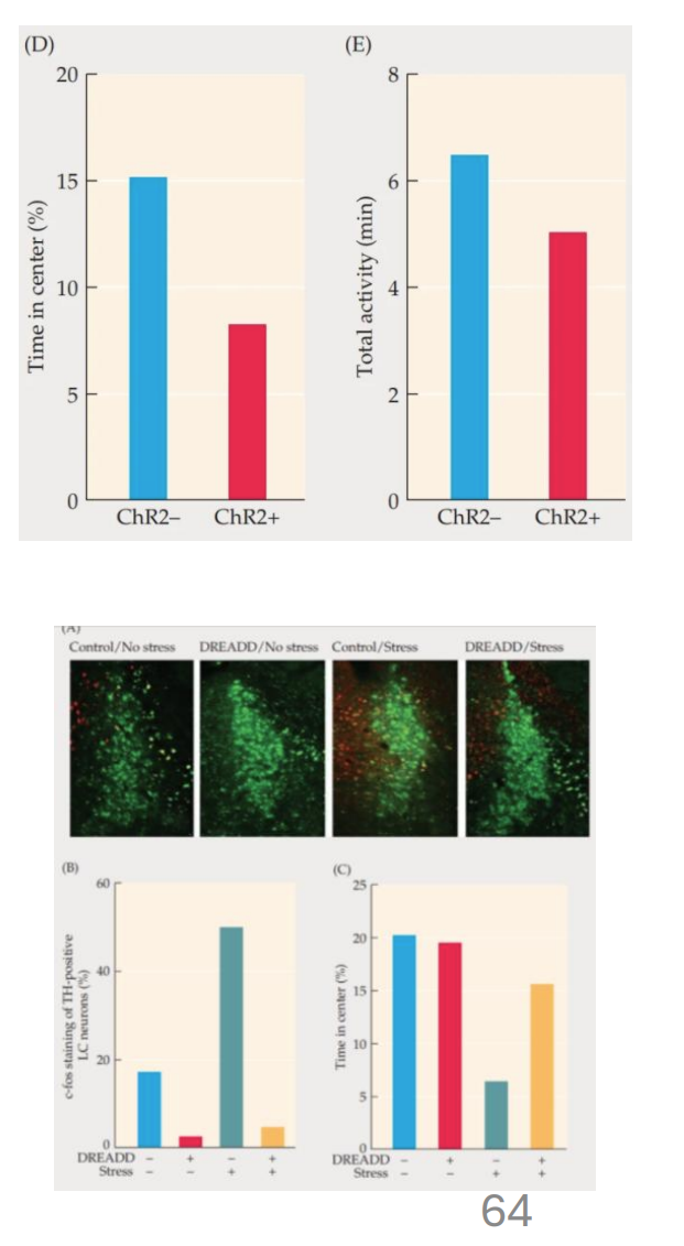 <ul><li><p>LC activity likely contributes to the anxiety of stress (due to being primary source of noradrenergic signaling)</p></li><li><p>Activating the LC (e.g. w/optogenetics study) increases anxiety-like behavior in the EPM (see L03)</p><ul><li><p>less active LC cells would show less anxiety</p></li></ul></li><li><p>Reduced LC activity with therapeutic drugs (e.g. benzodiazepines, SSRIs and MAOis in some cases)</p></li></ul><p></p>