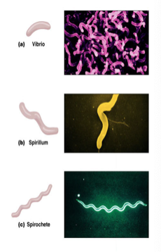 <p>Which bacterial shape is spiral?</p><p>A. Bacillus</p><p>B. Spirillum</p><p>C. Coccus</p><p>D. Diplococcus</p>