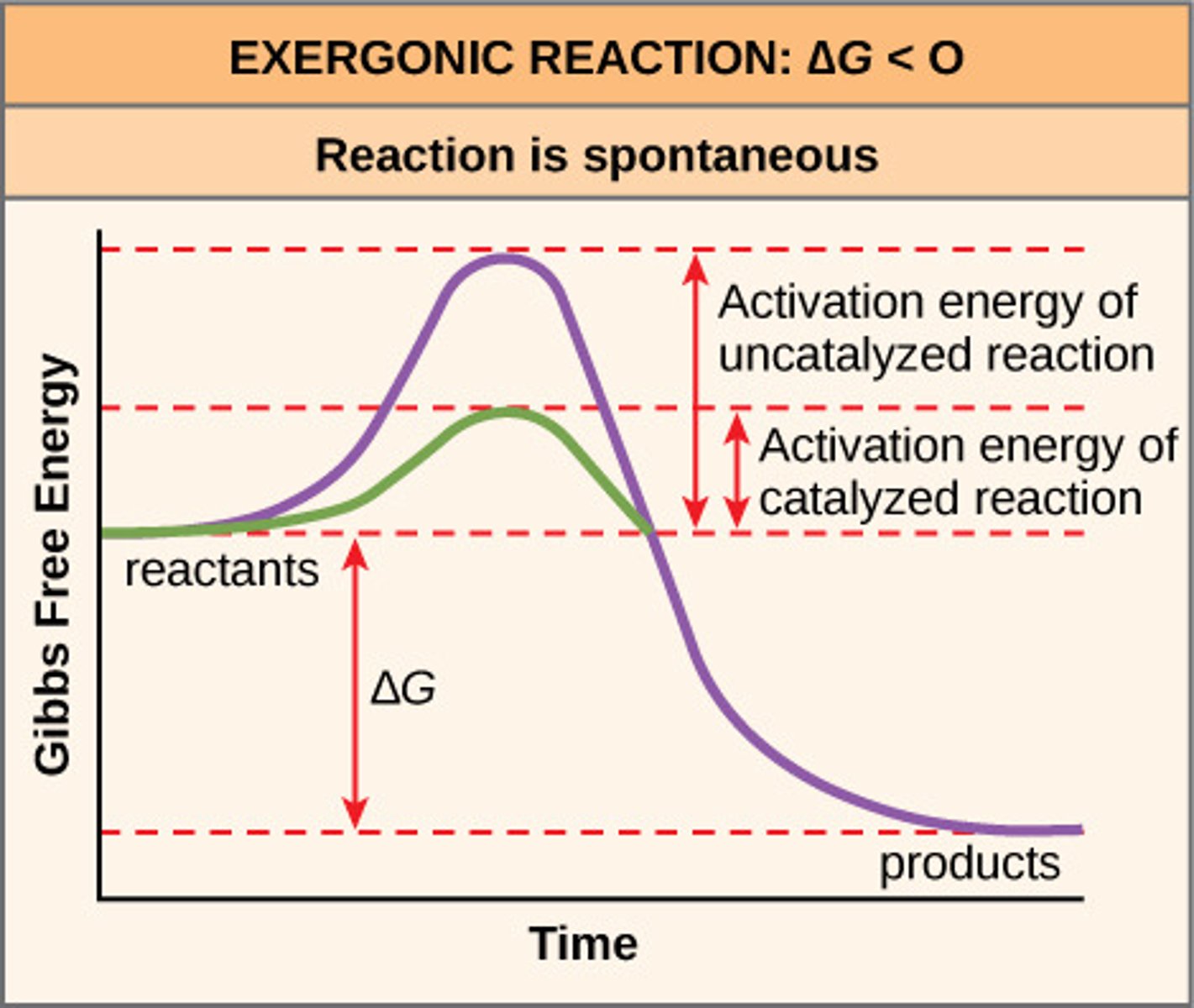 <p>If the reactants contain more energy than the products, the free energy is released into the system</p><p>These reactions are usually catabolic (breaking down), as energy is released from broken bonds within a molecule</p>