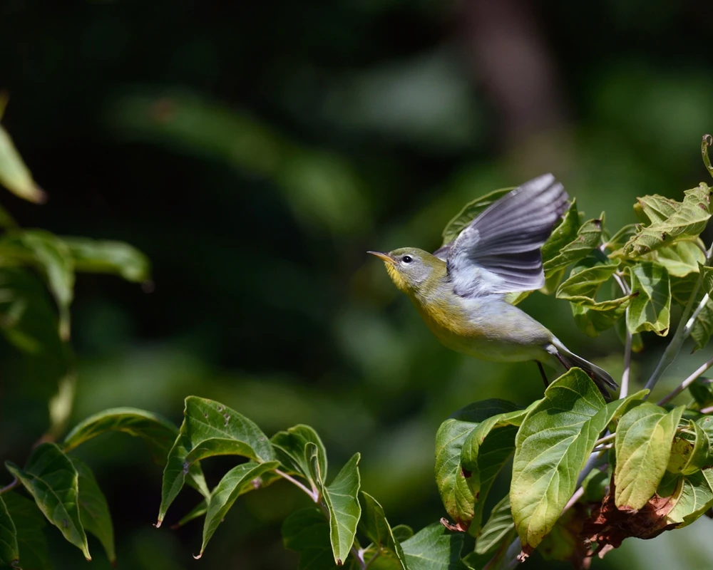 <p>Common name<br>Family</p>