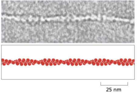 <ul><li><p><span style="background-color: transparent;">The smallest filaments (7nm)</span></p></li><li><p><span style="background-color: transparent;">Composed of actin proteins arranged into helical polymers.</span></p></li><li><p><span style="background-color: transparent;">They are polar, with a positive and negative end that allows rapid assembly and disassembly.</span></p></li></ul><p><span style="background-color: transparent;"><u>Location</u>: Mainly located in the cell cortex (just beneath the plasma membrane)</span></p><p><span style="background-color: transparent;"><u>Function:</u> Responsible for cell shape, cell movement, muscle contraction and cytokinesis.</span></p><p></p>