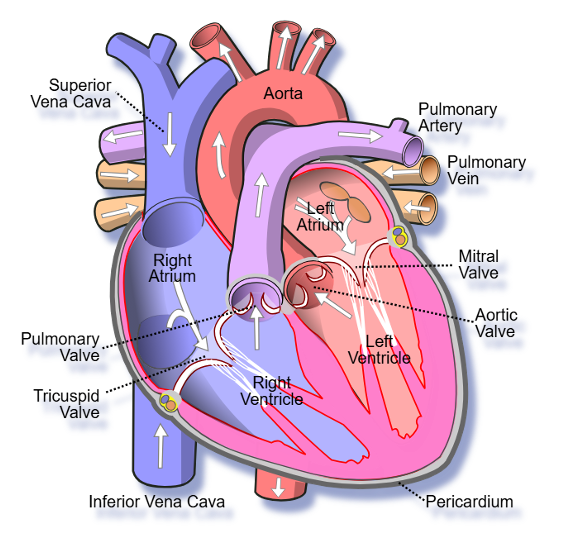 <p>Pulmonic valve- <span>Between the right ventricle and the pulmonary trunk Auscultate at the <u>2nd left intercostal space </u>on the left sternal border. </span></p><p><span>Aortic valve- Between the left ventricle and ascending aorta Auscultate at the<u> 2nd right intercostal space </u>on the right sternal border. </span></p><p></p><p></p>
