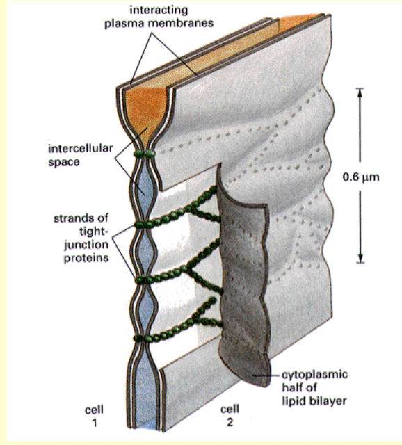 <ol><li><p>Found in areas where diffusion between cells is unwanted (where you WANT to keep things separate)</p></li><li><p>Intestine, kidney, urinary bladder</p></li></ol><p></p>
