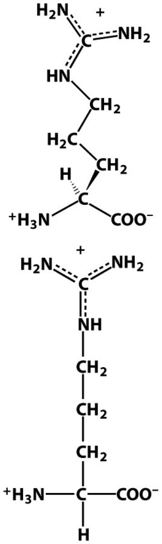 <p>R</p><p>Arg </p><p>Postively-charged (at physiological pH), considered basic </p>