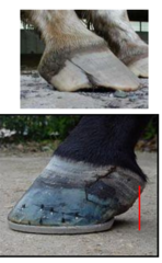 <p>Management - poor farriery, poor hoof care</p><p>Trauma - to coronet or laminar</p><p>Previous disease - seedy toe, hoof abscess, laminitis</p>