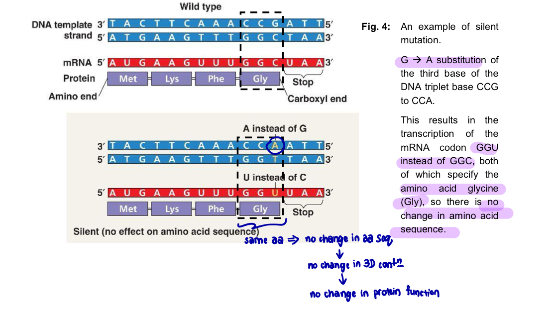 <ul><li><p>nucleotide substitution in a DNA sequence <u>changes the mRNA codon </u></p></li><li><p>however, the <u>same amino acid</u> is inserted into the polypeptide because of the <u>degeneracy</u> of the genetic code </p></li><li><p>the <u>amino acid sequence</u> of the polypeptide is <u>unchanged</u> </p></li><li><p>= resulting in <u>no change</u> in the specific<u> three-dimensional conformation</u> of the protein </p></li></ul><p>= <u>no change in the function</u> of the protein </p><p></p><p></p>