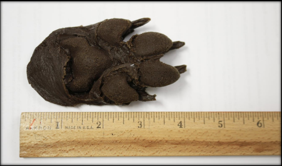 <p>Name this animal track</p>