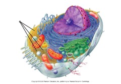 <p>Cytoskeleton</p>