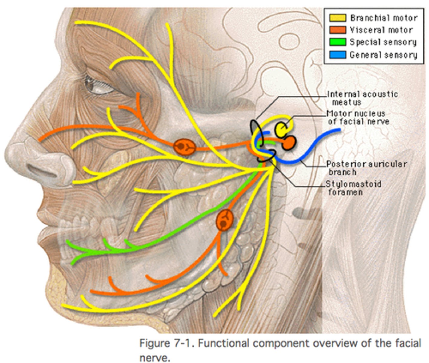 <p>What does the posterior auricular nerve of the motor branches (CN VII) run? what does it innervate?</p>