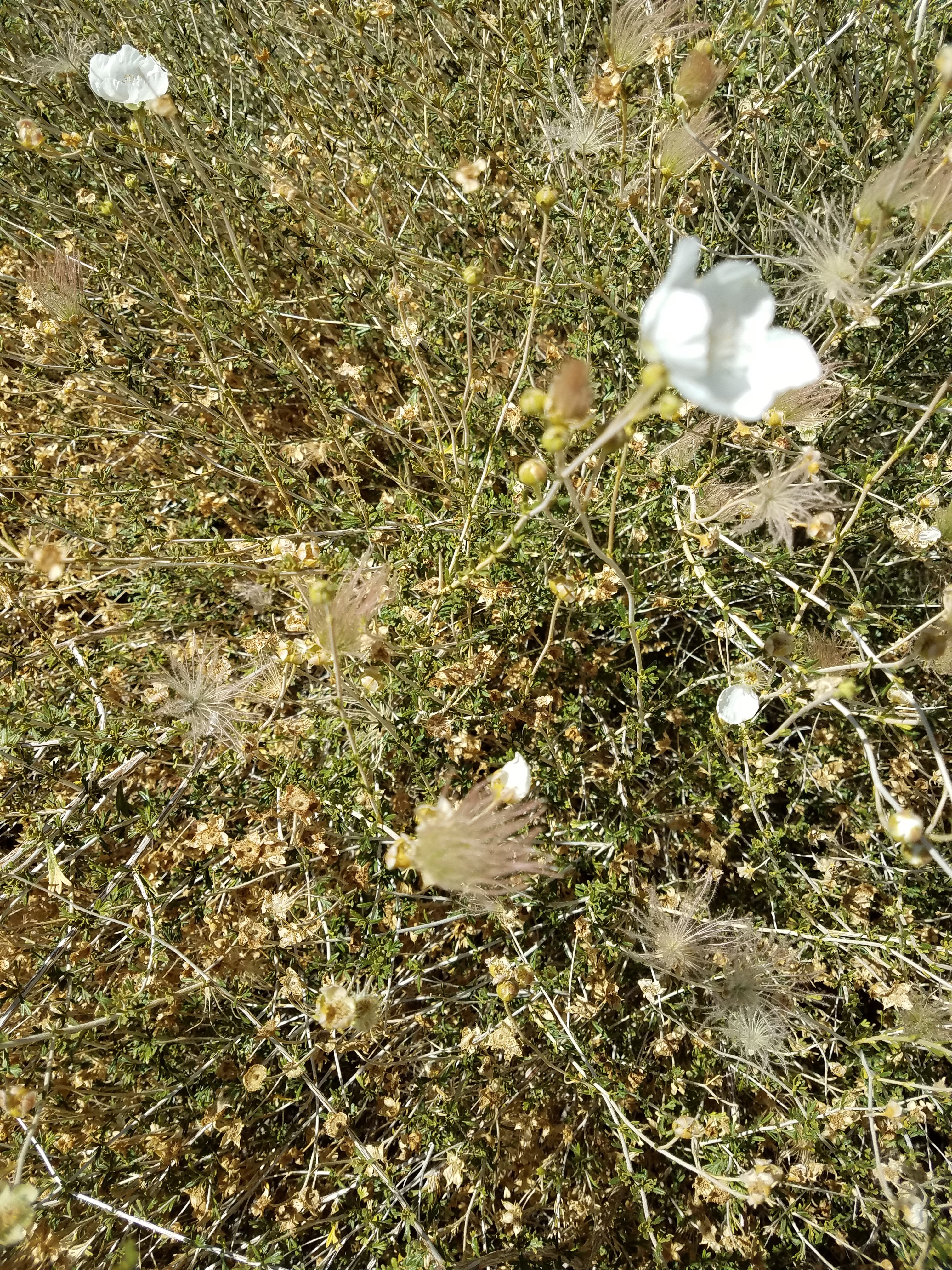 <p>What is this plant’s common name?</p>