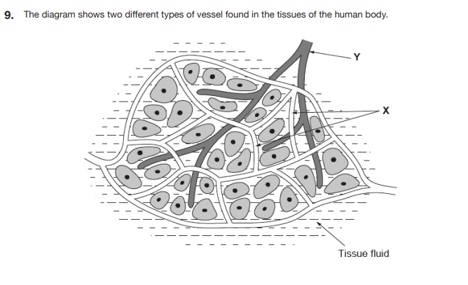 <p>(b) Name the fluid found in vessel Y. (1 mark)</p>
