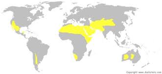 <p>Desert</p>