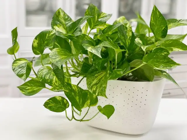 <p>Planta</p>