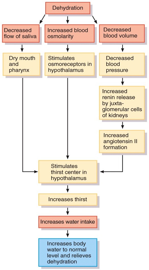 <p>Thirst center location</p>