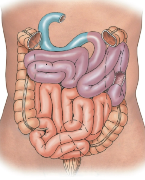 knowt flashcard image