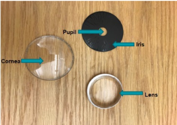 <p>iris, lens, cornea, pupil</p>