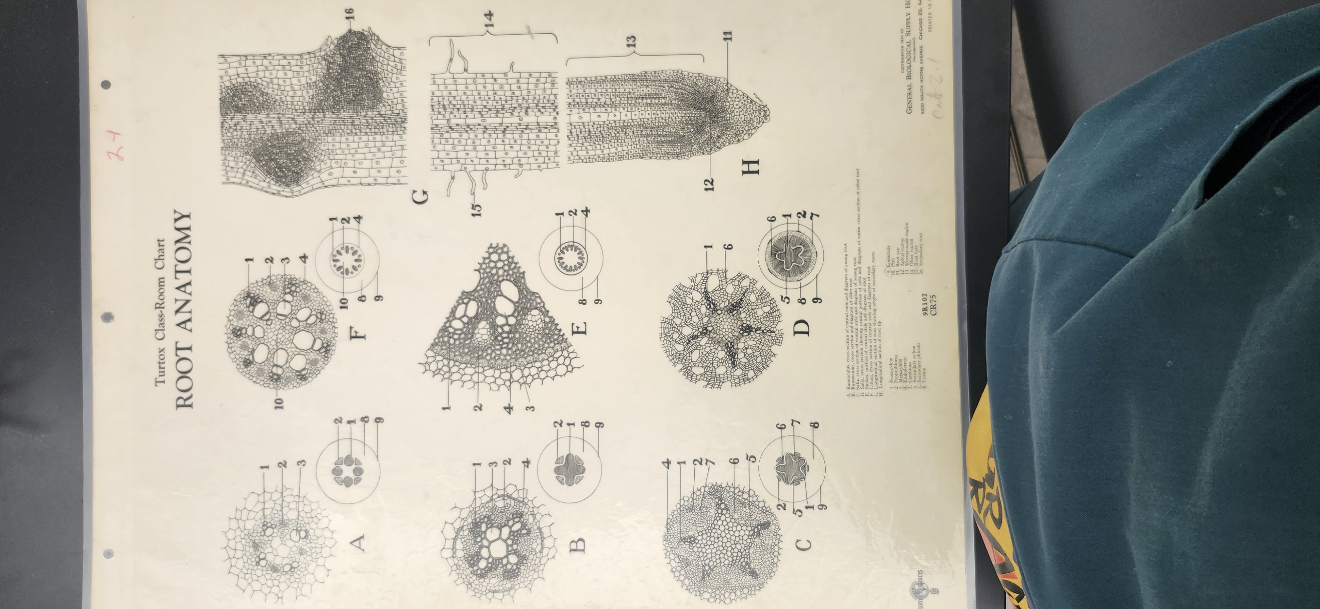<p>Identify the following structure from the Turtox chart – CR 75 #F - Lilium</p><p>Epidermis</p><p>Parenchyma </p><p>Endodermis – barrier for entry into plant </p><p> Stele </p><p> Xylem </p><p>Phloem </p><p></p>