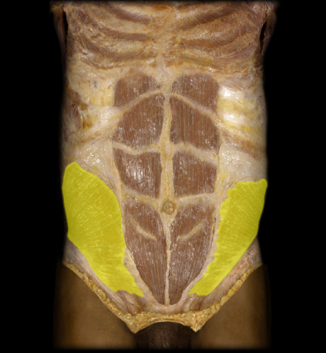 <p>action: supports viscera (i.e., internal organs), stabilizes the vertebral column, and maintains posture. </p><p>its unilateral action is the ipsilateral rotation of the trunk. </p><p>its bilateral action is the flexion of the trunk. </p>