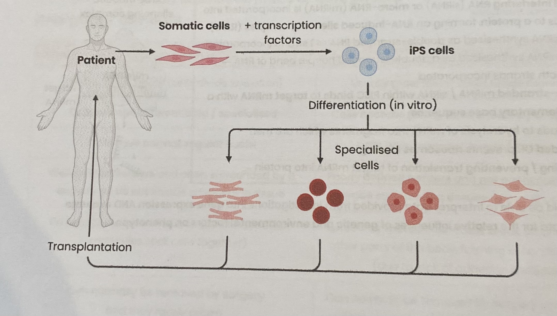 <ol><li><p>Obtain <strong>adult somatic</strong> (body) <strong>cells</strong> (non-pluripotent cells or fibroblasts) from patient</p></li><li><p>Add specific protein<strong>transcription factors</strong> associated with pluripotency to cells so they express genes associated with pluripotency (reprogramming)</p></li></ol><ul><li><p>Transcription factors attach to <strong>promotor regions</strong> of DNA, stimulating or inhibiting transcription</p></li></ul><ol start="3"><li><p><strong>Culture</strong> cells to allow them to <strong>divide</strong> by mitosis</p></li></ol><p>> Once made, iPS cells can <strong>divide</strong> and <strong>differentiate</strong> into healthy cells to be transplanted into the <strong>same patient</strong></p>
