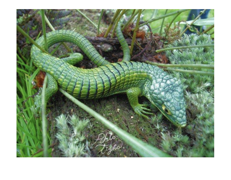 <p>member of diploglossa </p><p><strong>alligator lizards</strong></p><p>mostly New World </p><p>terrestrial</p><p>diurnal</p><p>carnivores </p><p>many viviparous </p><p>Abronia, live in bromeliads in cloud forests in Mexico and Guatemala</p>