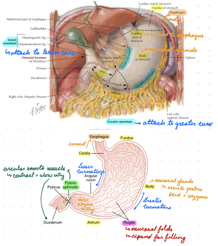 <p>Lesser: Attached to lesser omentum (peritoneum)</p><p>Greater: Attached to greater omentum</p>