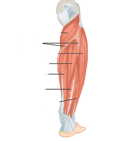 <p>Where is the flexor hallucis longus</p>