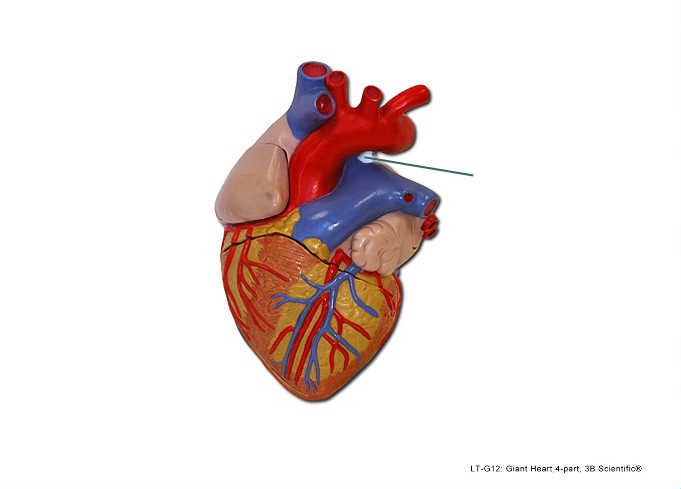 <p><span>The highlighted structure is a remnant of which structure in the fetus?</span></p>