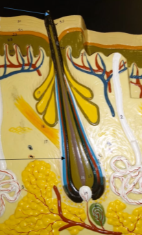 <p>What is the lower arrow pointing at?</p>