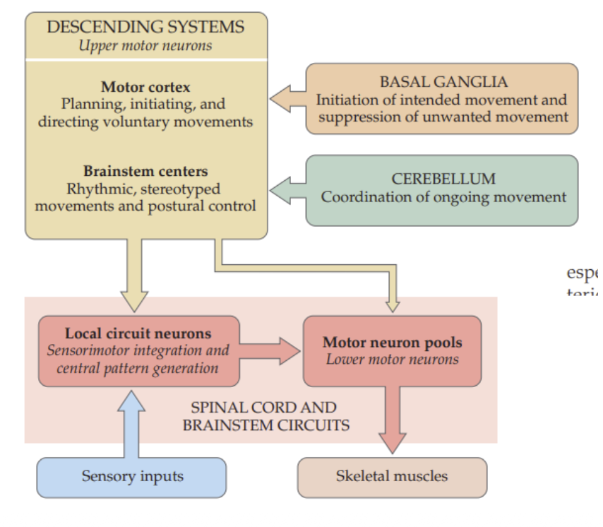 <ul><li><p><strong><mark data-color="purple" style="background-color: purple; color: inherit;">Upper motor neurons (UMNs)</mark></strong></p></li><li><p><strong><mark data-color="purple" style="background-color: purple; color: inherit;">Basal ganglia &amp; cerebellum</mark></strong></p></li><li><p><strong><mark data-color="purple" style="background-color: purple; color: inherit;">Local circuit neurons (interneurons)</mark></strong></p></li><li><p><strong><mark data-color="purple" style="background-color: purple; color: inherit;">Lower motor neurons (LMNs)</mark></strong></p></li></ul><p></p>