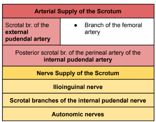 <p>Note:</p><p>Innervation</p><ul><li><p>Anterior scrotum</p><ul><li><p>Ilioinguinal n. </p></li><li><p>Genital br. of the genitofemoral n.</p></li></ul></li><li><p>Posterior scrotum</p><ul><li><p>Pudendal n.</p></li></ul></li></ul><p>Lymph Drainage: Superficial Inguinal nodes</p>