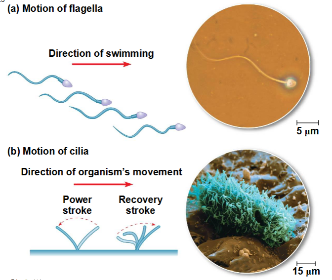 <p><span data-name="black_small_square" data-type="emoji">▪</span> Microtubuli sturen het kloppen van flagella en</p><p>cilia aan, uitgroeisels die microtubuli bevatten en</p><p>uit sommige cellen steken</p><p><span data-name="black_small_square" data-type="emoji">▪</span> Veel eencellige eukaryoten worden door</p><p>het water voortbewogen door cilia of flagella</p><p><span data-name="black_small_square" data-type="emoji">▪</span> Cilia en flagella verschillen in hun kloppatronen</p><p></p><p><span data-name="black_small_square" data-type="emoji">▪</span> Cilia en flagella hebben een gemeenschappelijke structuur</p><p><span data-name="black_small_square" data-type="emoji">▪</span> Een groep microtubuli die is omhuld door een uitloper van</p><p>het plasmamembraan</p><p><span data-name="black_small_square" data-type="emoji">▪</span> Een basaal lichaam dat het cilium of flagellum verankert</p><p><span data-name="black_small_square" data-type="emoji">▪</span> Een motoreiwit, dyneïne genaamd, dat de</p><p>buigbewegingen van een cilium of flagellum aandrijft</p>