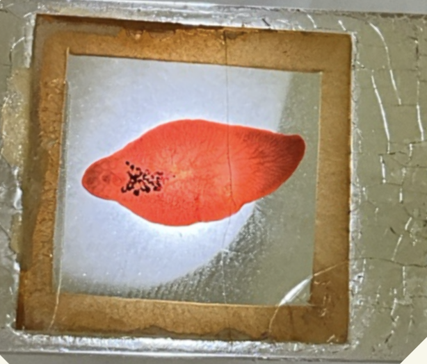 <p>Kingdom?</p><p class="p1">Phylum?</p><p class="p1">Class?</p><p class="p1">Subclass? </p><p class="p1">Order?</p><p class="p1">Family?</p><p class="p1">Species/Stage?</p>