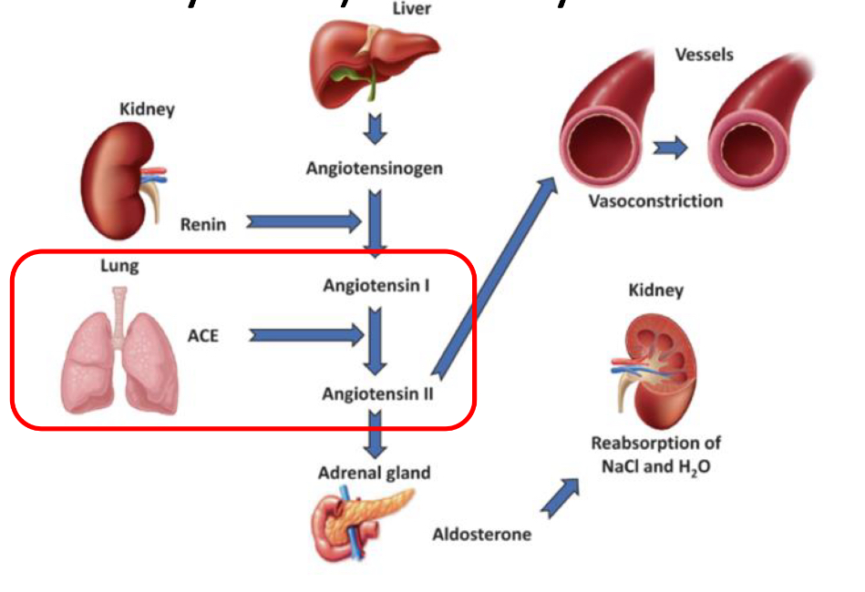 <ul><li><p>ACE: Angiotensin Converting Enzyme </p></li><li><p><strong>The RAAS system regulates blood pressure!</strong></p></li></ul><p></p>