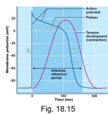 <ol><li><p>depolarization</p></li><li><p>plateau</p></li><li><p>repolarization</p></li></ol><p></p>