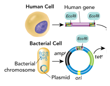<p>Taking a gene from one organism and inserting it into another organism</p>
