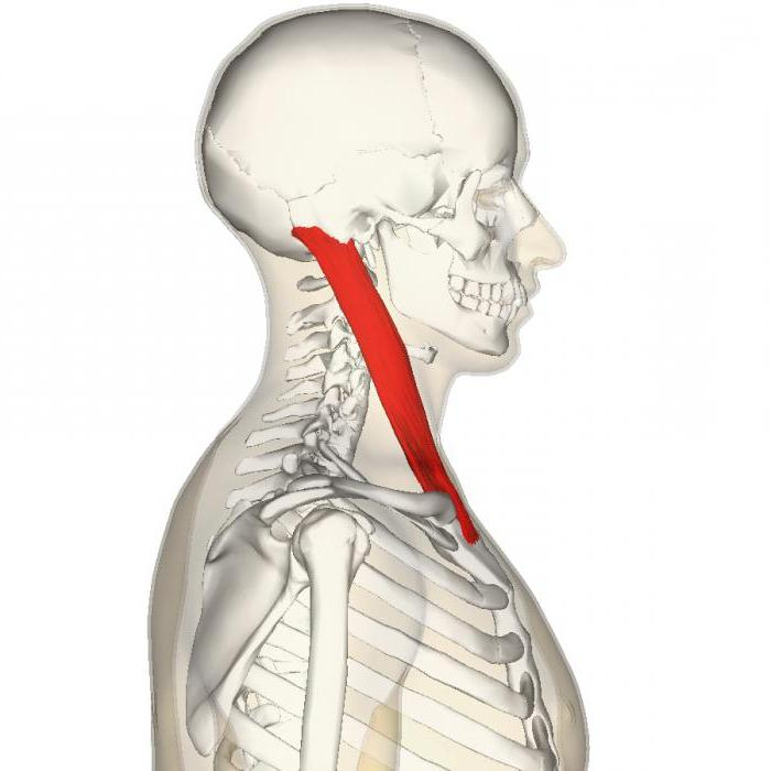 <ul><li><p><strong>O:</strong> Sternum <em>(your list also allows clavicle)</em></p></li><li><p><strong>I:</strong> Temporal bone</p></li><li><p><strong>A:</strong> Flexes neck when both sides contract</p></li><li><p><strong>Visual:</strong> Large diagonal strap-like muscle on the anterior/lateral neck</p></li></ul><p></p>