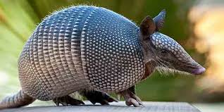 <p>Order: armadillos </p>