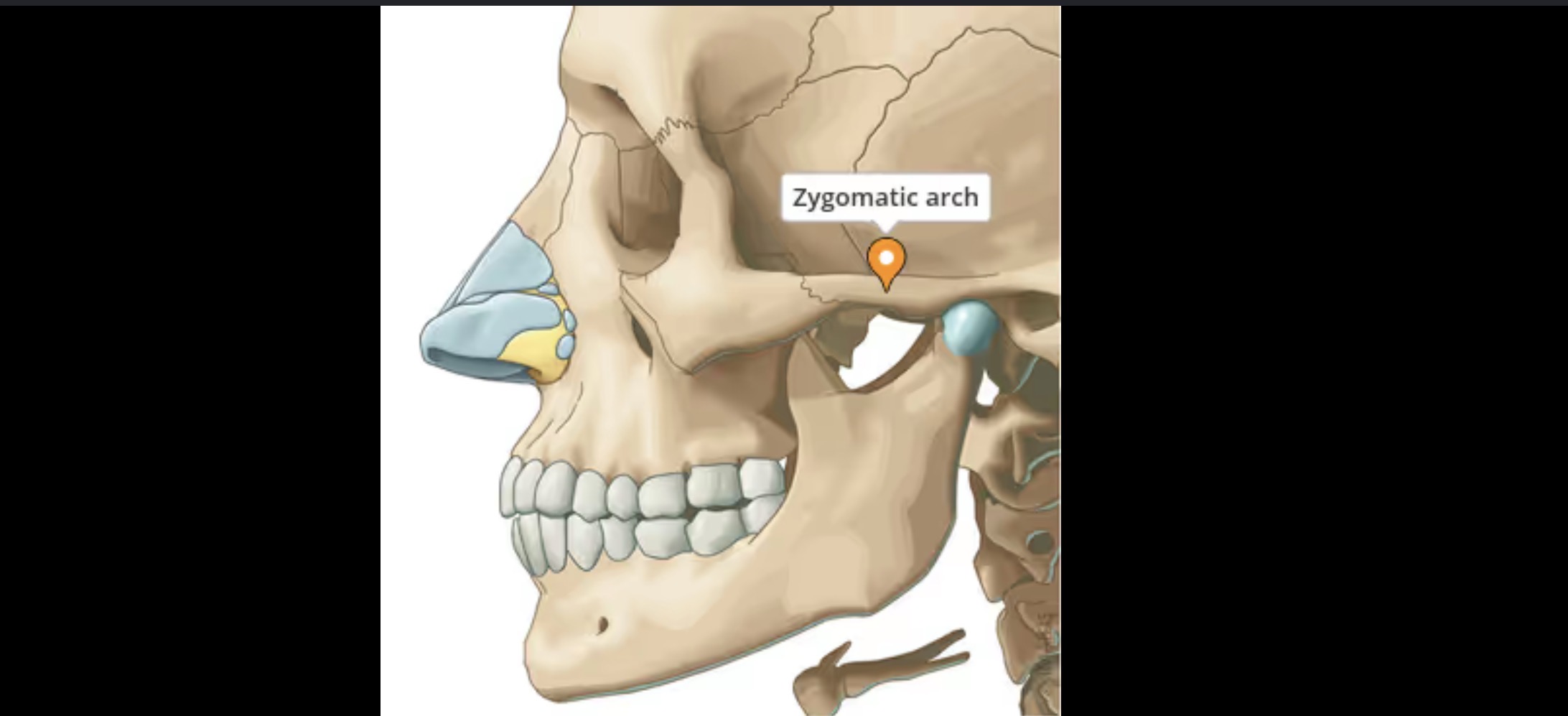 <p>Extends forward to cheek</p>