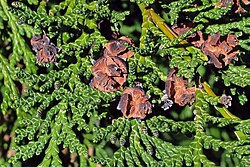 <p>Cyprysik Lawsona</p><p>Chameacyparis lawsoniana</p>